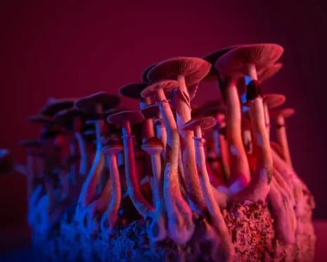 About Psychedelics by the Author: A Reflective Exploration into Psychedelics